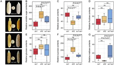 Multi-layer molecular analysis reveals distinctive metabolomic and transcriptomic profiles of different sweet corn varieties